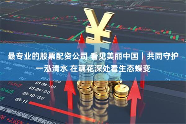 最专业的股票配资公司 看见美丽中国丨共同守护一泓清水 在藕花深处看生态蝶变